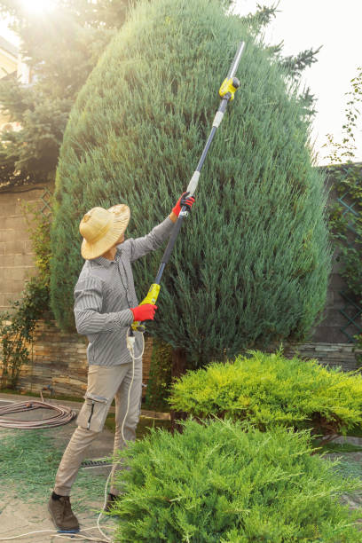 Best Fruit Tree Pruning  in Kerman, CA